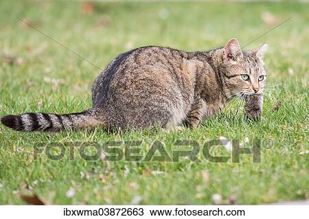 Stock Image - "Domestic cat (Felis silvestris catus) with mouse prey, Germany, Europe". Fotosearch