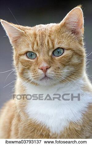 "Domestic Cat (Felis silvestris catus), red tabby, portrait, Germany, Europe" View Large Photo Image Stock Photo - "Domestic Cat (Felis silvestris catus), red tabby, portrait, Germany, Europe". Fotosearch