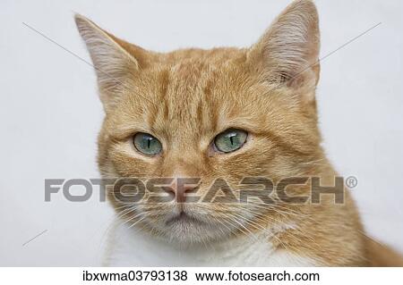 Stock Photo - "Domestic Cat (Felis silvestris catus), red tabby, portrait, Germany, Europe". Fotosearch