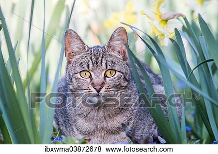 "Domestic cat (Felis silvestris catus), Germany, Europe" View Large Photo Image Stock Photo - "Domestic cat (Felis silvestris catus), Germany, Europe". Fotosearch
