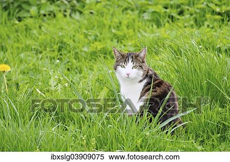 "Domestic Cat (Felis silvestris catus) in meadow, Bavaria, Germany, Europe" View Large Photo Image Stock Photography - "Domestic Cat (Felis silvestris catus) in meadow, Bavaria, Germany, Europe". Fotosearch