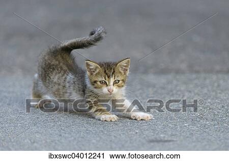 Stock Image - "Domestic Cat (Felis silvestris f. catus) kitten stretching on street, Bavaria, Germany, Europe". Fotosearch