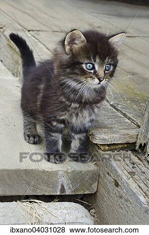 Stock Photo - "Domestic cat (Felis silvestris f. catus), young, Burgenland, Austria, Europe". Fotosearch