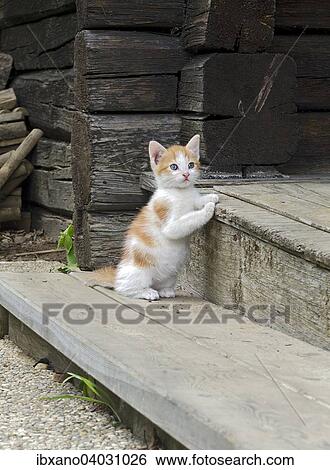 "Domestic cat (Felis silvestris f. catus), young, Burgenland, Austria, Europe" View Large Photo Image Stock Photograph - "Domestic cat (Felis silvestris f. catus), young, Burgenland, Austria, Europe". Fotosearch