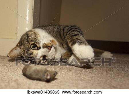 "Domestic cat, housecat (Felis catus), catches, plays with Common house mouse (Mus musculus)" View Large Photo Image Stock Image - "Domestic cat, housecat (Felis catus), catches, plays with Common house mouse (Mus musculus)". Fotosearch