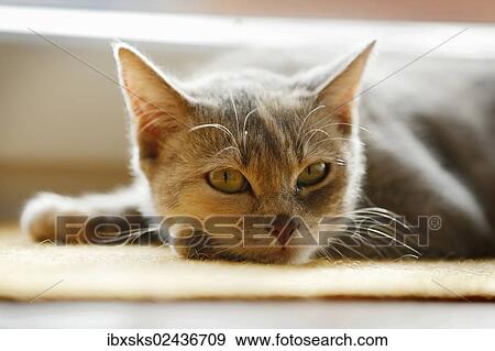 "Domestic cat, lying on the ground" View Large Photo Image Stock Photo - "Domestic cat, lying on the ground". Fotosearch