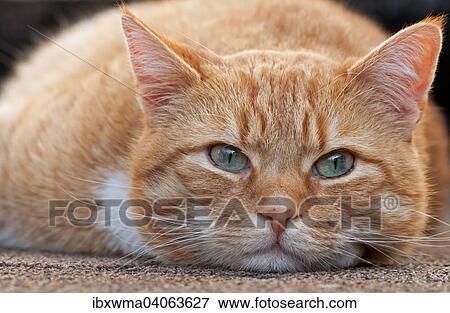 "Domestic cat, orange tabby, male, Germany, Europe" View Large Photo Image Stock Photo - "Domestic cat, orange tabby, male, Germany, Europe". Fotosearch