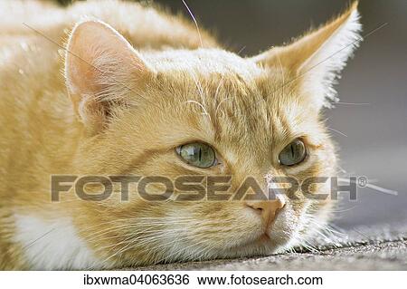 Domestic Cat Orange Tabby Male Germany Europe Stock