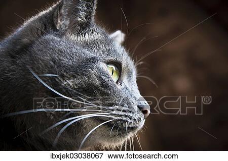 Stock Photo - "Domestic cat, portrait". Fotosearch