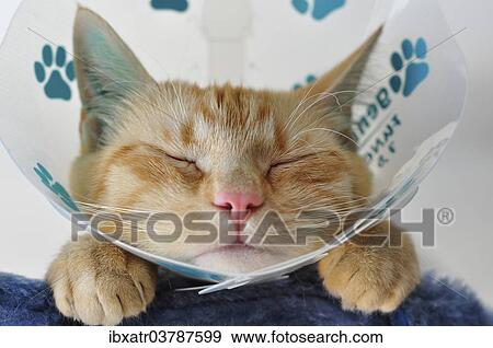 Domestic cat with a neck brace after a visit to the vets View Large Photo Image Stock Photo - Domestic cat with a neck brace after a visit to the vets. Fotosearch