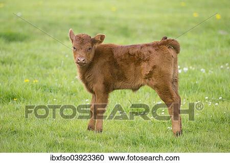 "Domestic Cattle (Bos primigenius taurus) calf standing on a pasture, Lower Saxony, Germany, Europe" View Large Photo Image Stock Image - "Domestic Cattle (Bos primigenius taurus) calf standing on a pasture, Lower Saxony, Germany, Europe". Fotosearch