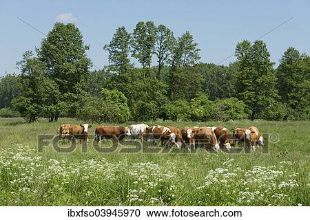 "Domestic Cattle (Bos primigenius taurus) grazing on a pasture, Lower Saxony, Germany, Europe" View Large Photo Image Stock Image - "Domestic Cattle (Bos primigenius taurus) grazing on a pasture, Lower Saxony, Germany, Europe". Fotosearch
