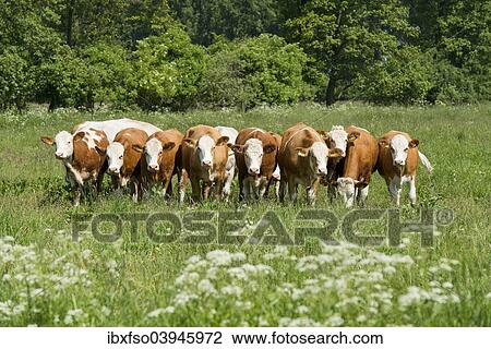 "Domestic Cattle (Bos primigenius taurus) standing on a pasture, Lower Saxony, Germany, Europe" View Large Photo Image Stock Image - "Domestic Cattle (Bos primigenius taurus) standing on a pasture, Lower Saxony, Germany, Europe". Fotosearch