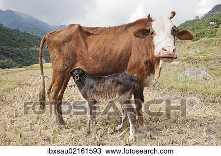 "Domestic cattle (Bos primigenius taurus), cow suckling her calf, near Punakha, the Himalayas, Kingdom of Bhutan, South Asia, Asia" View Large Photo Image Stock Image - "Domestic cattle (Bos primigenius taurus), cow suckling her calf, near Punakha, the Himalayas, Kingdom of Bhutan, South Asia, Asia". Fotosearch
