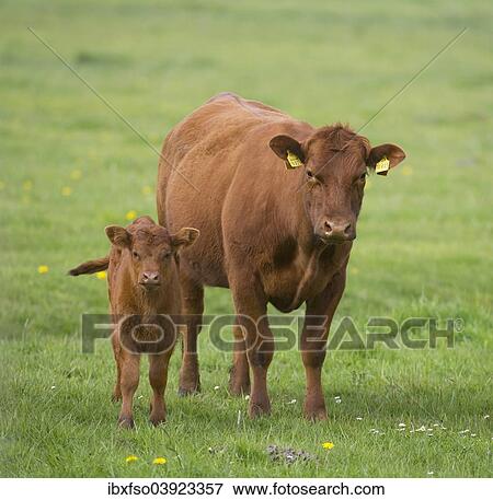 "Domestic Cattle (Bos primigenius taurus), cow and calf standing on a pasture, Lower Saxony, Germany, Europe" View Large Photo Image Stock Photo - "Domestic Cattle (Bos primigenius taurus), cow and calf standing on a pasture, Lower Saxony, Germany, Europe". Fotosearch