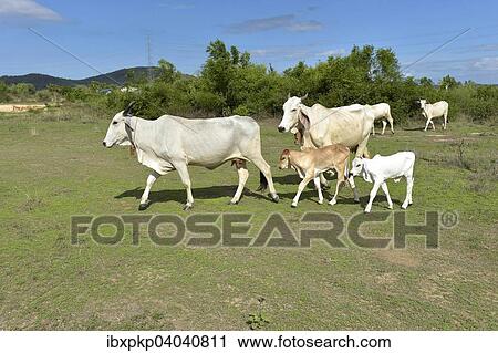 "Domestic cattle, cows with calves on a meadow, Hua Hin, Thailand, Asia" View Large Photo Image Stock Image - "Domestic cattle, cows with calves on a meadow, Hua Hin, Thailand, Asia". Fotosearch