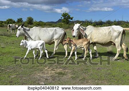 "Domestic cattle, cows with calves on a meadow, Hua Hin, Thailand, Asia" View Large Photo Image Stock Image - "Domestic cattle, cows with calves on a meadow, Hua Hin, Thailand, Asia". Fotosearch