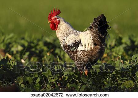 Stock Image - "Domestic chicken (Gallus gallus domesticus), rooster standing in a cabbage field, Baltic island of Fehmarn, East Holstein, Schleswig-Holstein, Germany, Europe". Fotosearch