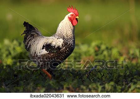 Stock Image - "Domestic chicken (Gallus gallus domesticus), rooster standing in cabbage patch, Baltic island of Fehmarn, East Holstein, Schleswig-Holstein, Germany, europe, Europe". Fotosearch