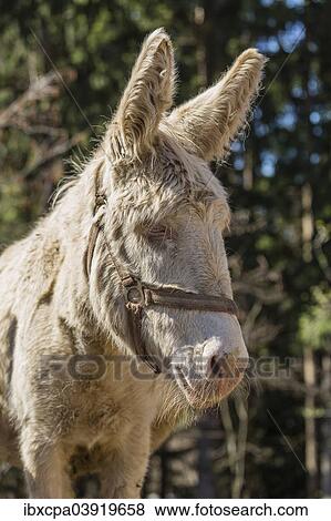 "Domestic Donkey (Equus asinus asinus), albino, Tyrol, Austria, Europe" View Large Photo Image Stock Photo - "Domestic Donkey (Equus asinus asinus), albino, Tyrol, Austria, Europe". Fotosearch