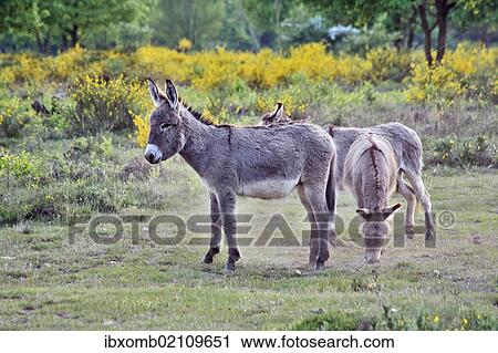 "Domestic Donkeys (Equus asinus asinus), group of three in heathland, Geisterbusch, Wahner Heide, Cologne, North Rhine-Westphalia, Germany, Europe" View Large Photo Image Stock Image - "Domestic Donkeys (Equus asinus asinus), group of three in heathland, Geisterbusch, Wahner Heide, Cologne, North Rhine-Westphalia, Germany, Europe". Fotosearch