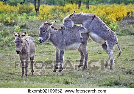 "Domestic Donkeys (Equus asinus asinus), one mounting another in heathland, Geisterbusch, Wahner Heide, Cologne, North Rhine-Westphalia, Germany, Europe" View Large Photo Image Stock Image - "Domestic Donkeys (Equus asinus asinus), one mounting another in heathland, Geisterbusch, Wahner Heide, Cologne, North Rhine-Westphalia, Germany, Europe". Fotosearch