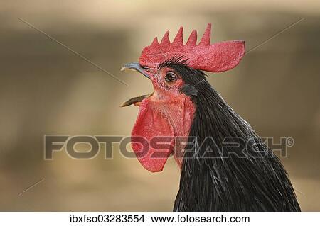 "Domestic Fowl (Gallus domesticus), rooster crowing, portrait, Germany, Europe" View Large Photo Image Picture - "Domestic Fowl (Gallus domesticus), rooster crowing, portrait, Germany, Europe". Fotosearch