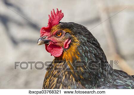"Domestic Fowl (Gallus domesticus), portrait" View Large Photo Image Stock Image - "Domestic Fowl (Gallus domesticus), portrait". Fotosearch