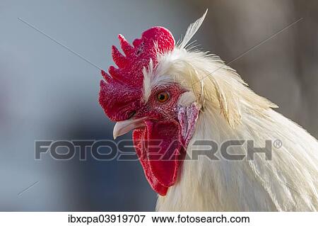 "Domestic fowl, rooster, Tyrol, Austria, Europe" View Large Photo Image Stock Photo - "Domestic fowl, rooster, Tyrol, Austria, Europe". Fotosearch