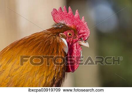 "Domestic fowl, rooster, Tyrol, Austria, Europe" View Large Photo Image Stock Photo - "Domestic fowl, rooster, Tyrol, Austria, Europe". Fotosearch