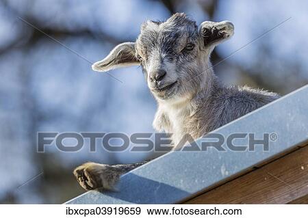 Stock Photo - "Domestic Goat (Capra hircus aegagrus), juvenile, Tyrol, Austria, Europe". Fotosearch