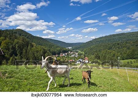 "Domestic goats (Capra aegagrus hircus), Oberes Gaistal valley, Schwarzwald, Bad Herrenalb, Baden-Wurttemberg, Germany, Europe" View Large Photo Image Picture - "Domestic goats (Capra aegagrus hircus), Oberes Gaistal valley, Schwarzwald, Bad Herrenalb, Baden-Wurttemberg, Germany, Europe". Fotosearch