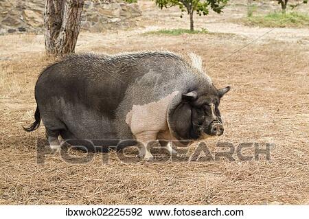 "Domestic pig, pot-bellied pig (Sus scrofa domestica), Portugal, Europe" View Large Photo Image Stock Image - "Domestic pig, pot-bellied pig (Sus scrofa domestica), Portugal, Europe". Fotosearch