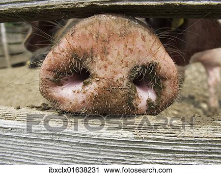 Domestic pig (Sus scrofa domestica) sticking its nose through a wooden fence View Large Photo Image Stock Image - Domestic pig (Sus scrofa domestica) sticking its nose through a wooden fence. Fotosearch