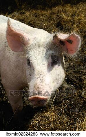 "Domestic pig (Sus scrofa domestica), stabling with free-range area and straw bedding, organic farming, Schleswig-Holstein, Germany, Europe" View Large Photo Image Stock Image - "Domestic pig (Sus scrofa domestica), stabling with free-range area and straw bedding, organic farming, Schleswig-Holstein, Germany, Europe". Fotosearch