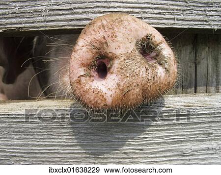 Stock Photo - Domestic pig (Sus scrofa domestica) sticking its nose through a wooden fence. Fotosearch