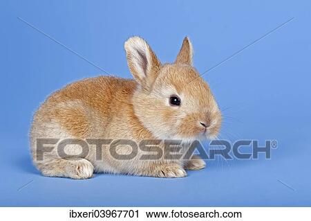 Stock Image - Domestic Rabbit (Oryctolagus cuniculus forma domestica). Fotosearch