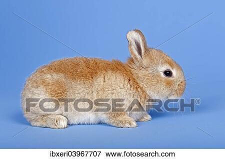 Domestic Rabbit (Oryctolagus cuniculus forma domestica) View Large Photo Image Stock Photo - Domestic Rabbit (Oryctolagus cuniculus forma domestica). Fotosearch
