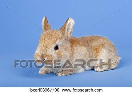 Stock Photo - Domestic Rabbit (Oryctolagus cuniculus forma domestica). Fotosearch