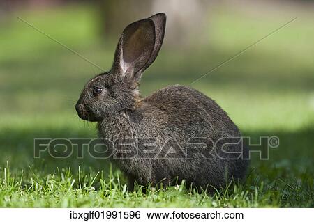 "Domestic rabbit (Oryctolagus cuniculus forma domestica) in meadow, Poland, Europe" View Large Photo Image Stock Photograph - "Domestic rabbit (Oryctolagus cuniculus forma domestica) in meadow, Poland, Europe". Fotosearch