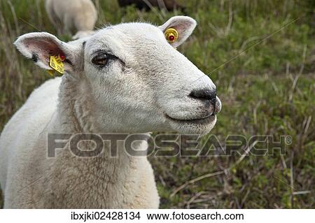 "Domestic sheep, in the salt marsh nature reserve, Hohwacht Bay, Behrensdorf, Schleswig-Holstein, Germany, Europe" View Large Photo Image Picture - "Domestic sheep, in the salt marsh nature reserve, Hohwacht Bay, Behrensdorf, Schleswig-Holstein, Germany, Europe". Fotosearch