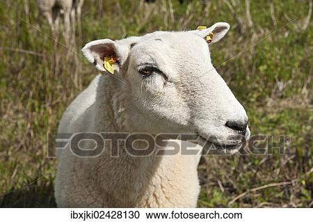 "Domestic sheep in the salt marsh nature reserve, Hohwacht Bay, Behrensdorf, Schleswig-Holstein, Germany, Europe" View Large Photo Image Stock Image - "Domestic sheep in the salt marsh nature reserve, Hohwacht Bay, Behrensdorf, Schleswig-Holstein, Germany, Europe". Fotosearch