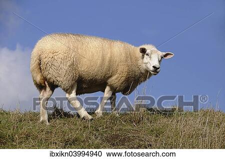 "Domestic Sheep (Ovis orientalis aries) on a dyke, Schleswig-Holstein, Germany, Europe" View Large Photo Image Stock Image - "Domestic Sheep (Ovis orientalis aries) on a dyke, Schleswig-Holstein, Germany, Europe". Fotosearch