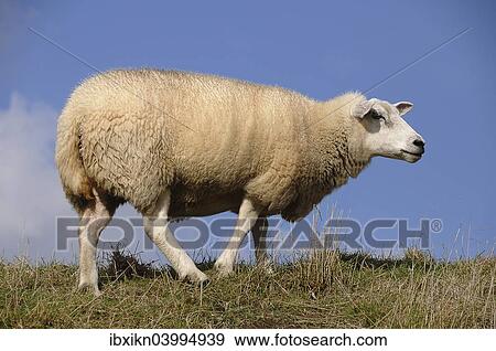"Domestic Sheep (Ovis orientalis aries) on a dyke, Schleswig-Holstein, Germany, Europe" View Large Photo Image Stock Photo - "Domestic Sheep (Ovis orientalis aries) on a dyke, Schleswig-Holstein, Germany, Europe". Fotosearch