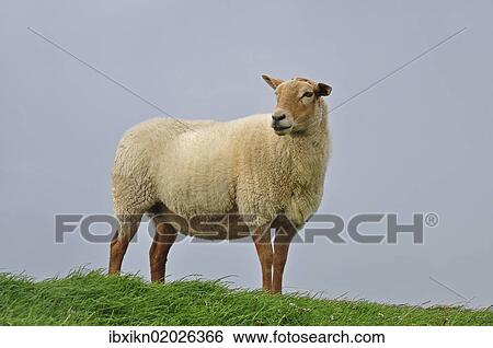 Domestic Sheep (Ovis orientalis Aries) View Large Photo Image Stock Photograph - Domestic Sheep (Ovis orientalis Aries). Fotosearch