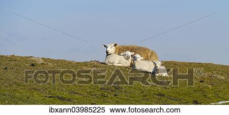 Stock Photography - "Domestic sheep (Ovis orientalis aries) with lambs on a dyke, Eiderstedt, Schleswig-Holstein, Germany, Europe". Fotosearch