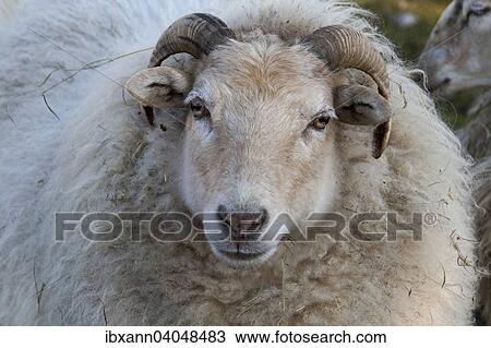 "Domestic Sheep (Ovis orientalis aries), Rhineland-Palatinate, Germany, Europe" View Large Photo Image Stock Image - "Domestic Sheep (Ovis orientalis aries), Rhineland-Palatinate, Germany, Europe". Fotosearch