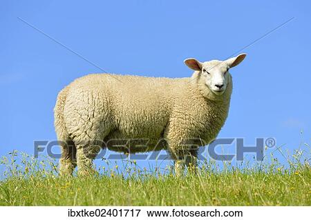 "Domestic sheep, Westerhever, North Frisia, Schleswig-Holstein, northern Germany, Germany, Europe" View Large Photo Image Stock Photo - "Domestic sheep, Westerhever, North Frisia, Schleswig-Holstein, northern Germany, Germany, Europe". Fotosearch