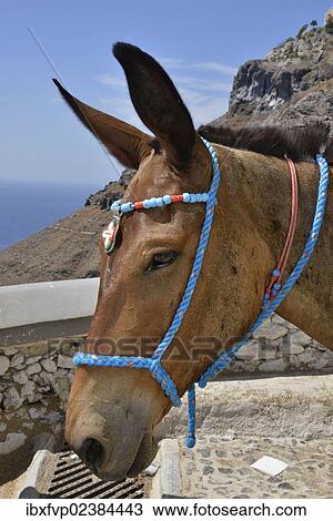 "Donkey at the donkey station in Fira or Thira, Santorini, Cyclades, Greek Islands, Greece, Europe" View Large Photo Image Stock Image - "Donkey at the donkey station in Fira or Thira, Santorini, Cyclades, Greek Islands, Greece, Europe". Fotosearch