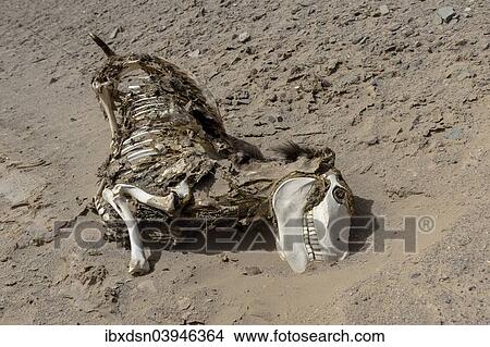 "Donkey carcass (Equus asinus asinus) in a desert, Bolivia, South America" View Large Photo Image Picture - "Donkey carcass (Equus asinus asinus) in a desert, Bolivia, South America". Fotosearch